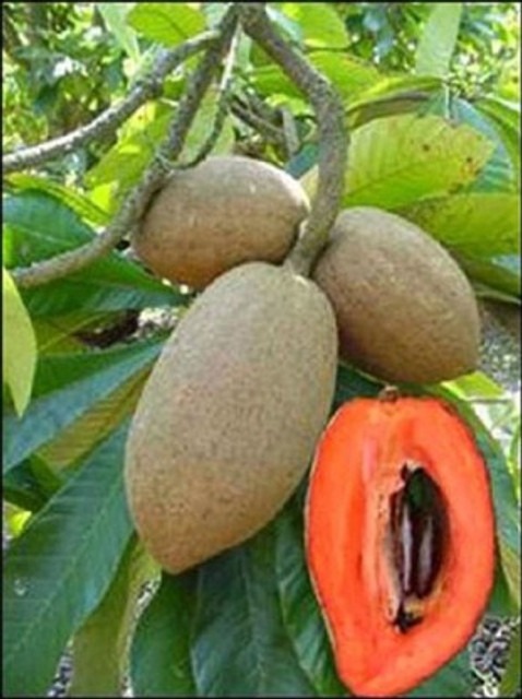 live exotic fruit plant sapota c.jpg