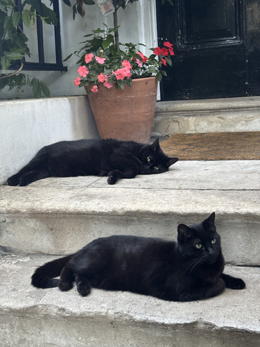 Central Victorian House - Black Cats.jpg