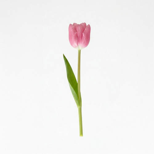 tulipan szt.jpg