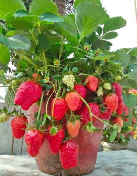 annual no yes strawberry plant g.jpg