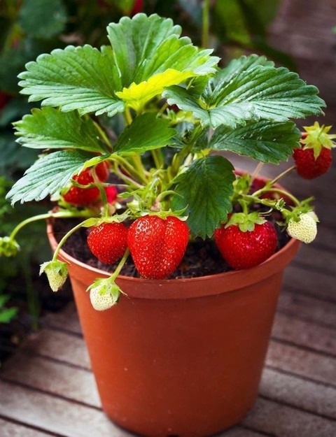 yes perennial yes live plant pot.jpg