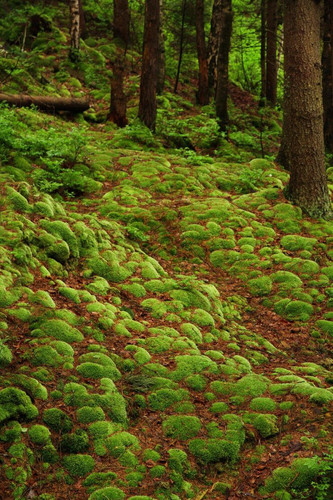 mousse verte colline foret 392895 195071.jpg