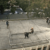 4037427643.gif