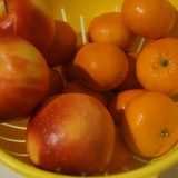 Elma Mandalin V270220260903 N13