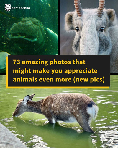 animal photography.jpg