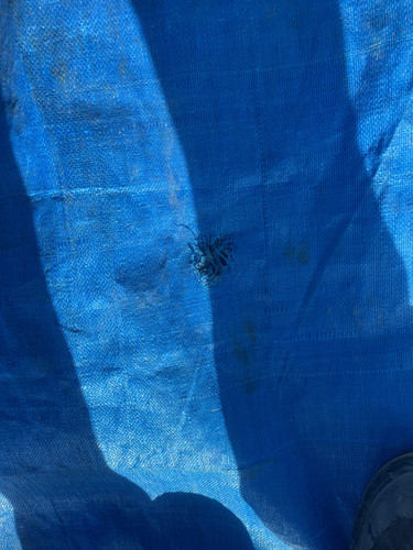 IMG 0462.jpg
