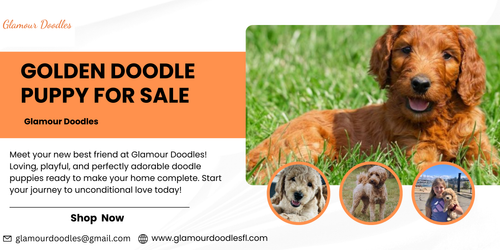 Golden Doodle Puppies for Sale | Find Your Perfect Puppy Today.png