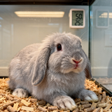 垂耳兔