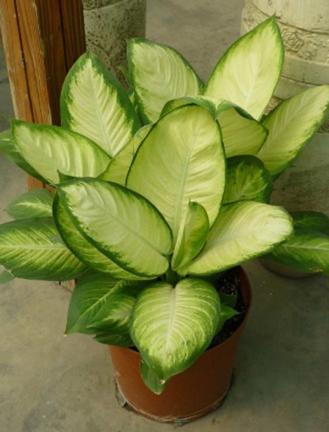 yes perennial no air purifying l.jpg