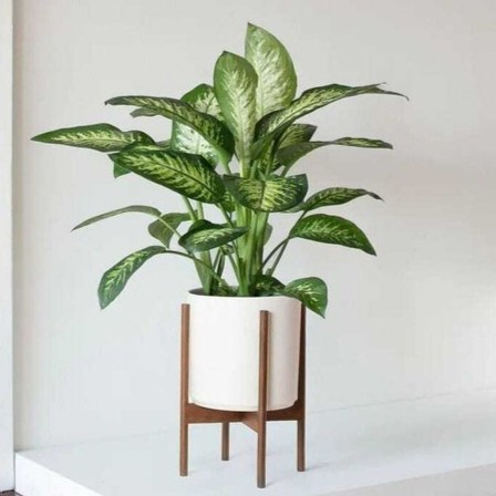 yes perennial no live plant smal.jpg