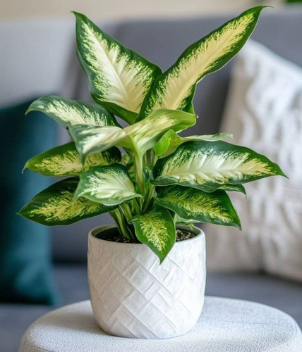 yes perennial no live plant smal (3).jpg