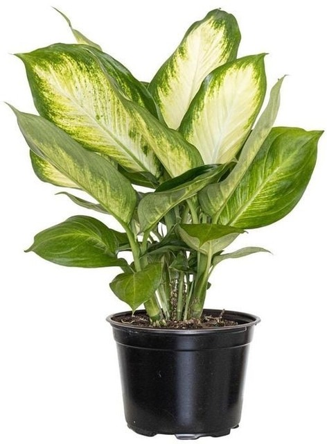 yes perennial no live plant indo.jpg