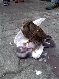 images.jpg