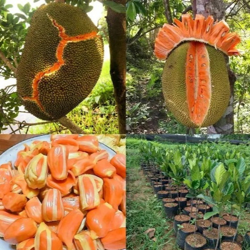 Red Jackfruit Plant Pack of 1 17.jpg