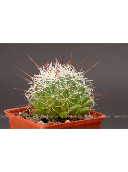 dolihoteleobmanchivaya dolichotheledecipiens 1 500x670.webp