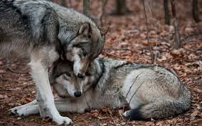 wolf.jpg