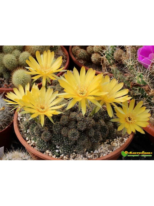 lobiviya pautinkokolyuchkovaya lobivia arachnacantha 1 500x670.webp
