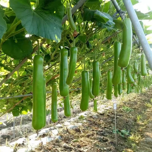 Hybrid F1 Long Bottle Gourd Seed.jpg