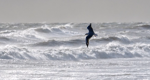 gull over surf.png
