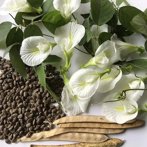 aparajita flower seeds 500x500.jpg