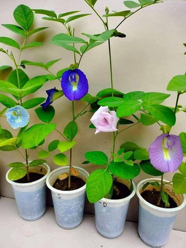 30 aprajita300 seedsilk original.jpg