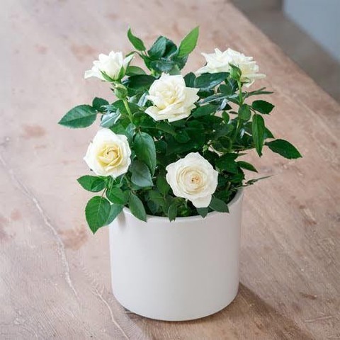 white rose 1 natural nursery ori.jpg