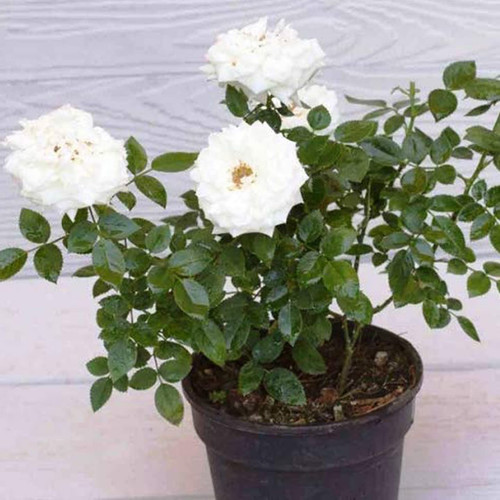 61+wFdkM2VL. SL1440 .jpg