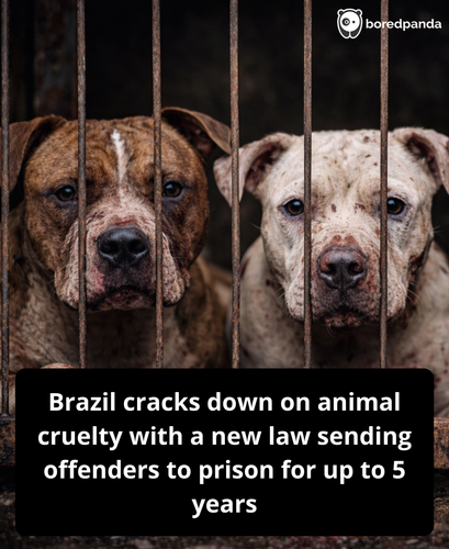 166. Brazil approves animal cruelty law that can send people to prison for 5 years.png