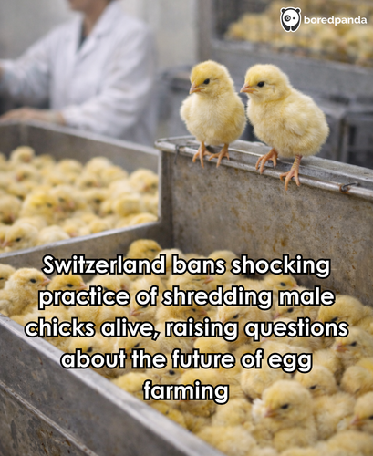35. Switzerland bans shredding of male chicks.png