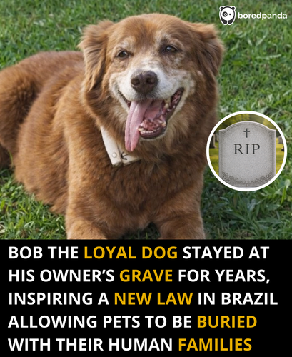 145. Brazil now allows burying family pets together with their humans.png