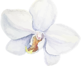 thiep thanh dat element 0000 34 20251010170829 e 2dn