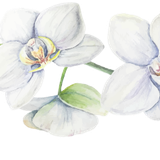 thiep thanh dat element 0016 18 20251010162634 r9rqi