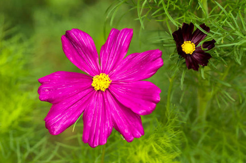 Purple cosmos flower in the garden.jpg