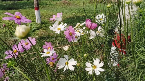 White and pink Cosmos flowers moving video footage..jpg