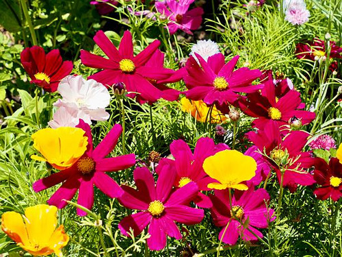 A cheerful mix of Cosmos Flowers in deep magenta, pink, yellow, and pale pink blooms. They have thei.jpg