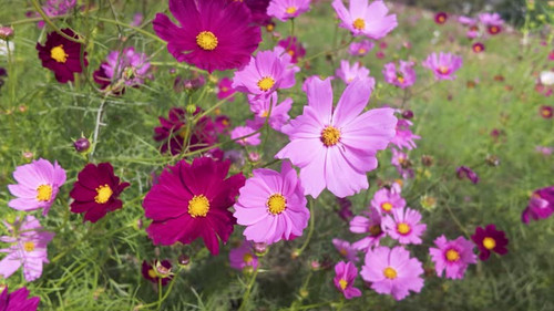 Video of cosmos swaying in the wind.jpg