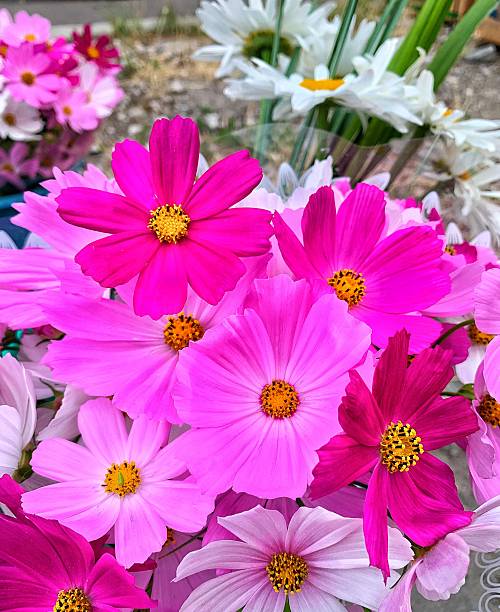 A close-up view of a colorful bouquet of cosmos flowers in various shades of pink, from pale pastels.jpg
