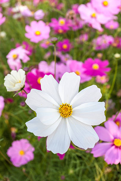 White cosmos flower among pink on field.jpg