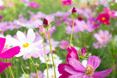 Variety plant decorate in landscaped garden,thailand, stock photo.jpg
