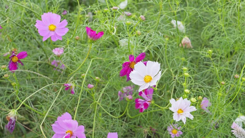 Vibrant cosmos flowers, autumn plants.jpg