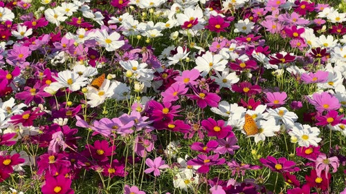 Asian Comma on Cosmos Field.jpg