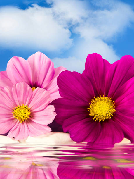 Wellness flowers and blue sky.jpg