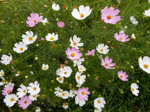 white and yellow daisy flowers on a sunny  field.jpg