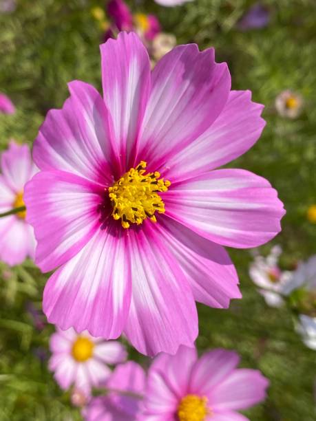 A vertical close-up view of a cosmos flower head blooming in a meadow under the sunlight.jpg