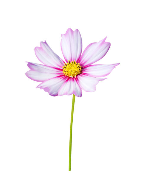 White mexican aster or pink cosmos flower blooming with green stem isolated on white background.jpg