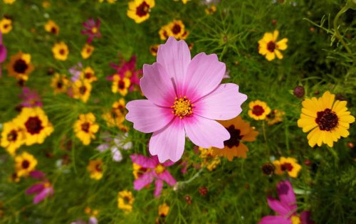 Overhead view of wildflower garden.jpg
