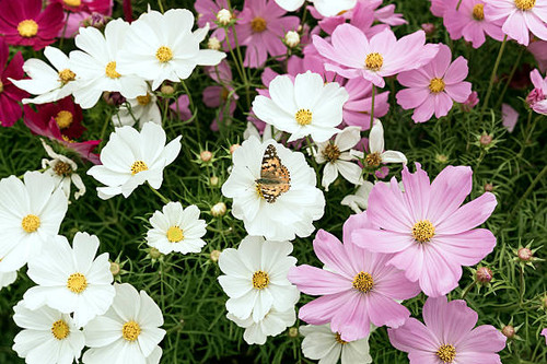 white daisies and pink butterfly resting on one of the corolla.jpg