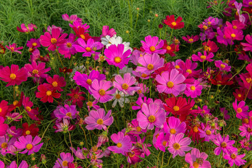 Summer flower landscape scene with pink cosmos flowers - in Latin Cosmos Bipinnatus - at the summer .jpg