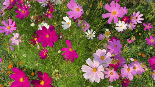 Multicolored cosmos flowers blooming in garden.jpg