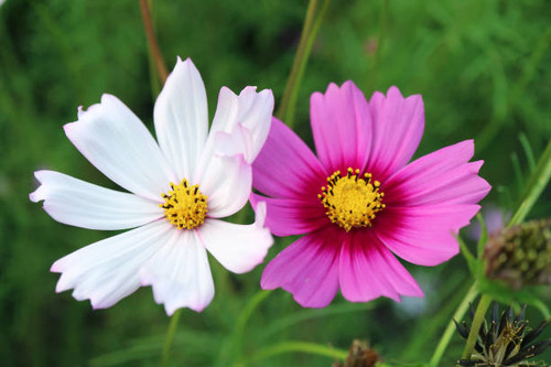 Pair of White and Pink Garden Cosmos or Mexican Aster Blooming in the Field.jpg